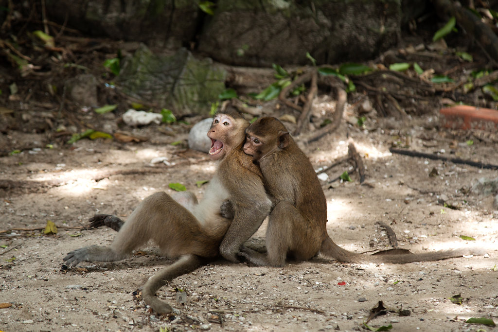monkey-chamailleurs.jpg