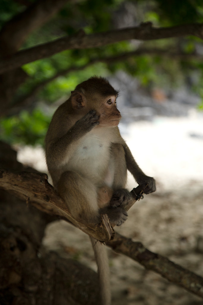 Monkey-sous-son-arbre.jpg