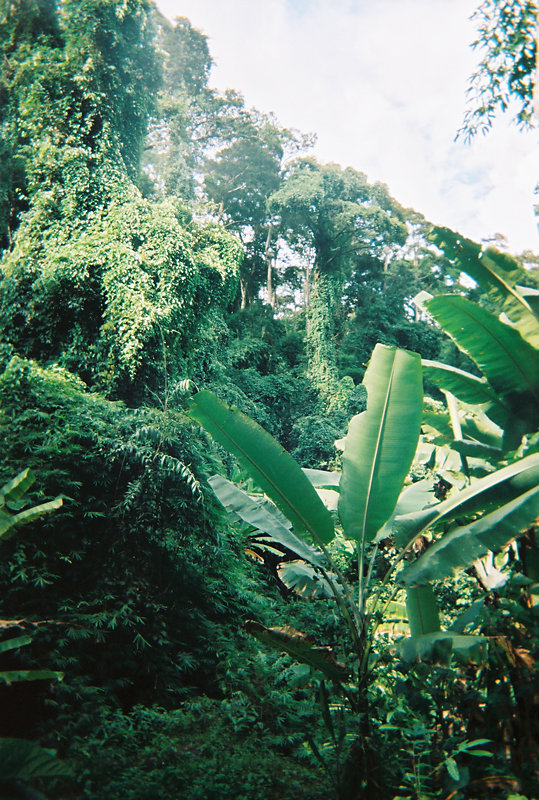 jungle.jpg