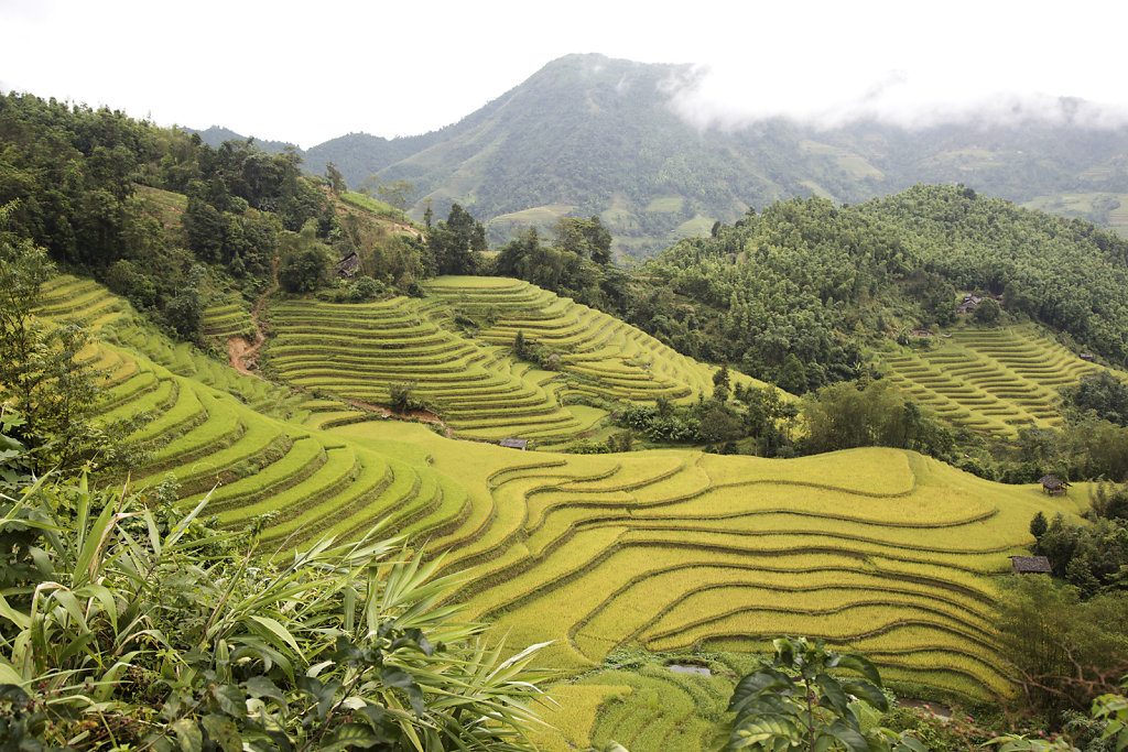 Rizière du Nord du vietnam à Hoang Su Phi das la province d'Ha Giang