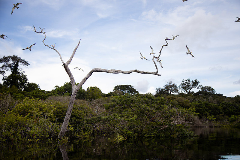 Nature-Amazonie.jpg
