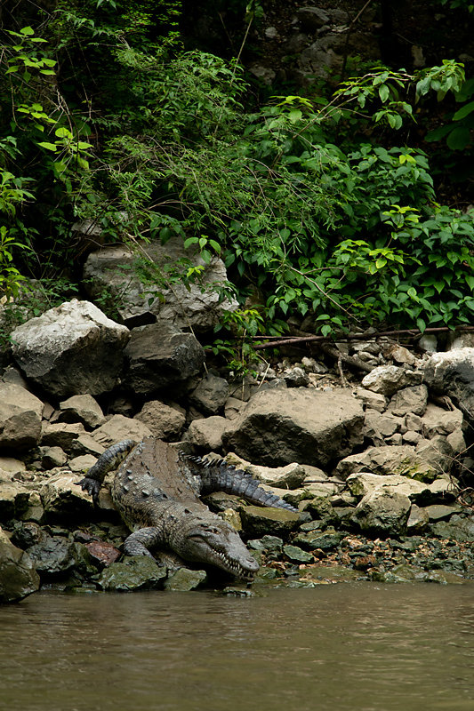 crocodile-Canon-de-sumidiero.jpg