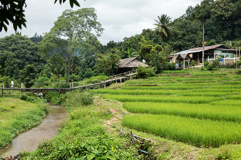bamboo-bridge-paysage.jpg