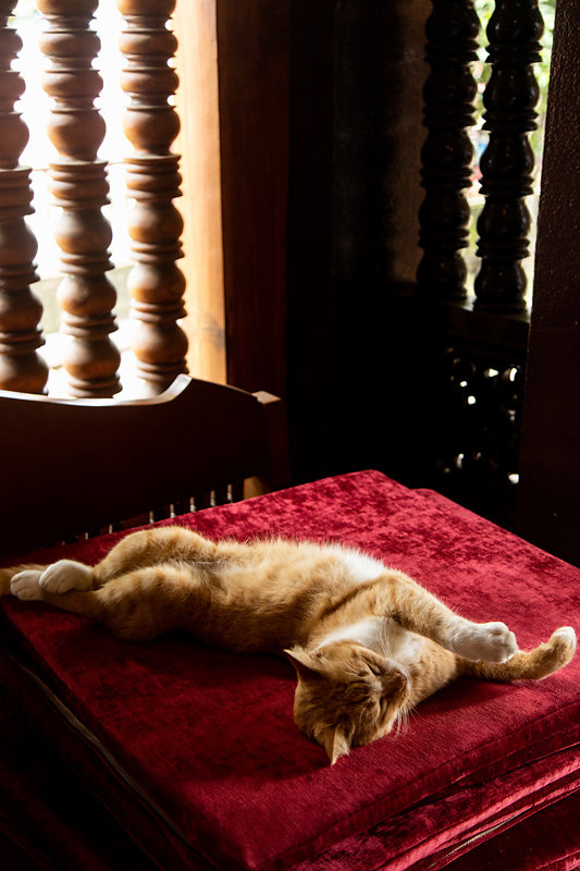 cat-temple.jpg